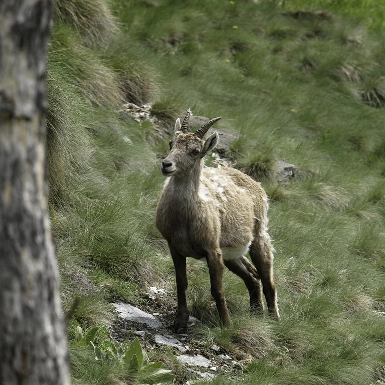 Appartamentinid Valtournenche Esterno foto