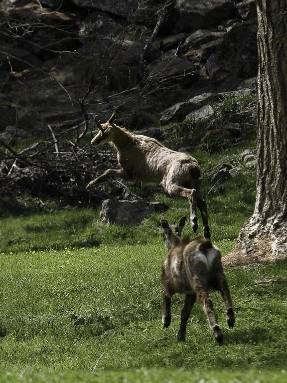 Appartamentinid Valtournenche Esterno foto